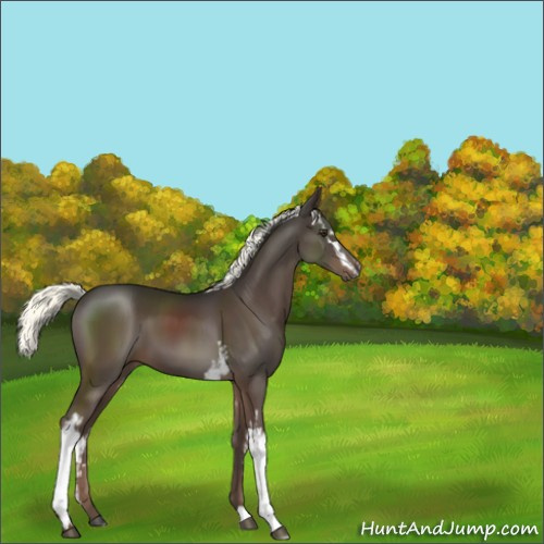 Horse Color:White Spotted Liver Chestnut Mushroom 