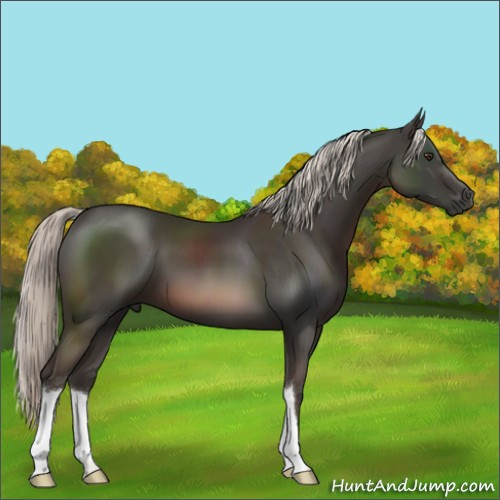 Horse Color:Liver Chestnut Mushroom 