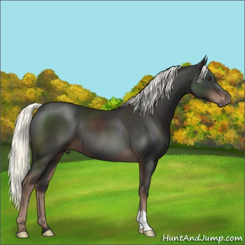 Horse Color:Liver Chestnut Mushroom 