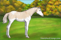 Horse Color:Silver Bay Ice Dun Sabino Splash Varnish 