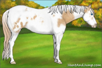 Horse Color:Palomino Ice Splash Tobiano Frame Blanket Rabicano 