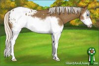 Horse Color:Silver Smoky Black Sabino Splash Frame Appaloosa Rabicano 