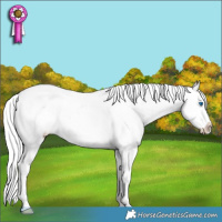 Horse Color:Cremello Dun Splash Tobiano Frame Appaloosa Rabicano 