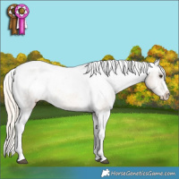 Horse Color:Chocolate Palomino Ice Dun Sabino Splash Tobiano Appaloosa Rabicano  and Chocolate Palomino Ice Splash Tobiano Frame Appaloosa Rabicano 