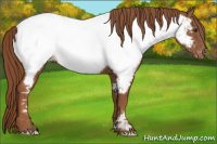 Horse Color:Chestnut Appaloosa