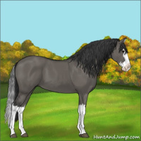 Horse Color:Grullo Splash 