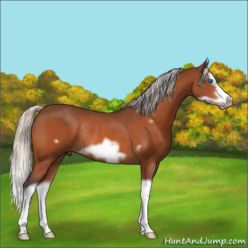 Horse Color:Silver Brown Splash Frame Rabicano 