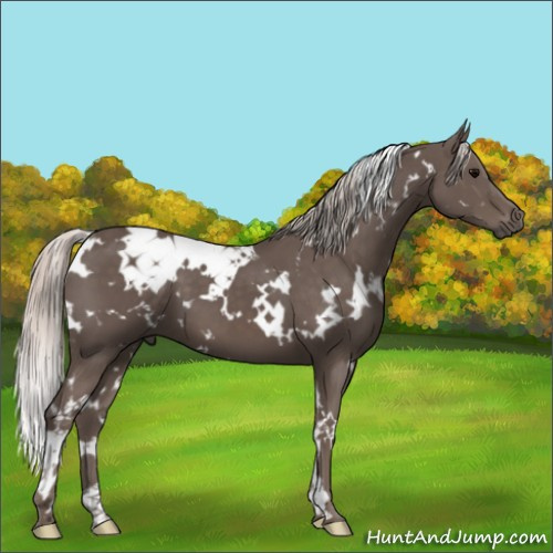 Horse Color:White Spotted Silver Black 