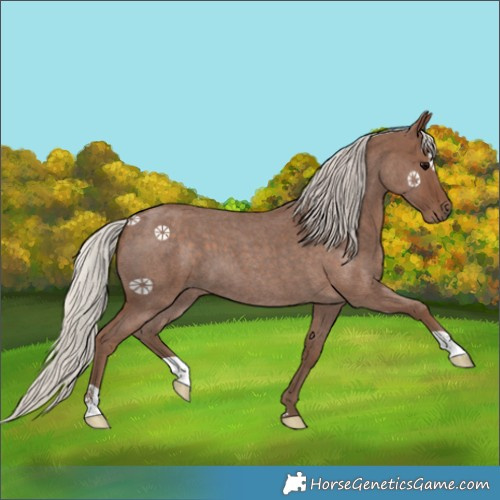Horse Color:Silver Blue Roan 