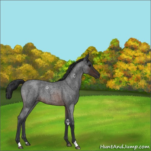 Horse Color:Brown Roan 