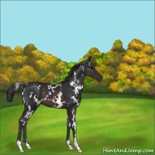 Horse Color:White Spotted Brown 