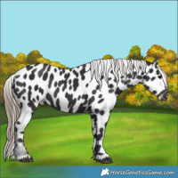 Horse Color:Smoky Black Appaloosa Rabicano 