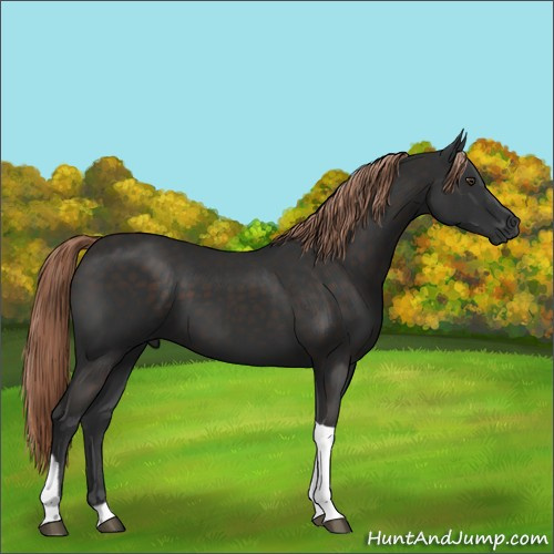 Horse Color:Liver Chestnut Tobiano 