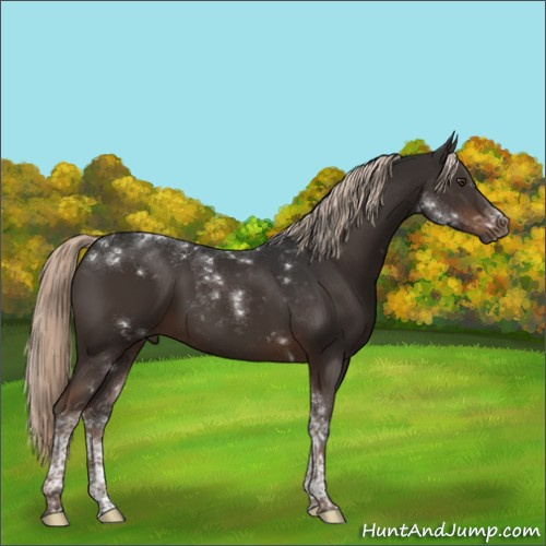 Horse Color:Liver Chestnut Tobiano 
