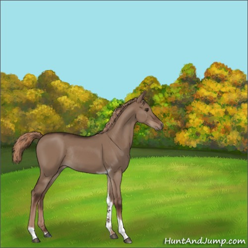 Horse Color:Liver Red Dun Tobiano Rabicano 