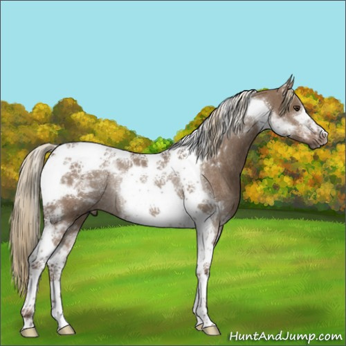 Horse Color:Liver Red Dun Tobiano Rabicano 