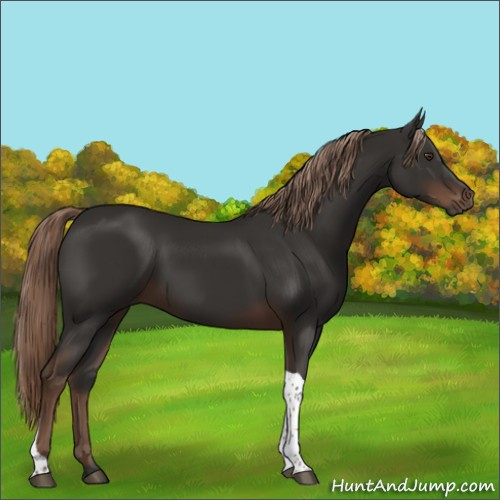 Horse Color:Liver Chestnut Tobiano Rabicano 