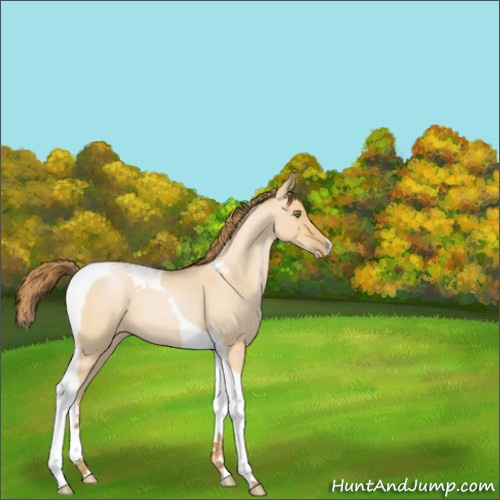 Horse Color:Bay Roan Pearl Dun Tobiano 