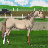 Horse Color:Red Dun 