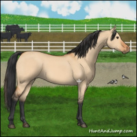 Horse Color:Bay Dun 