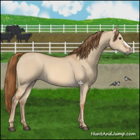 Horse Color:Red Dun 