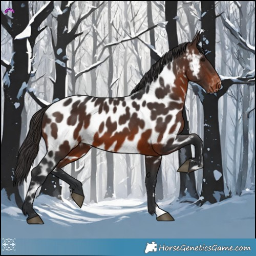 Horse Color:Brown Appaloosa 