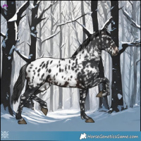 Horse Color:Brown Appaloosa