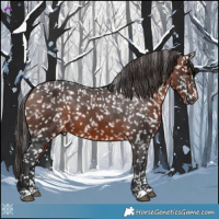 Horse Color:Brown Appaloosa
