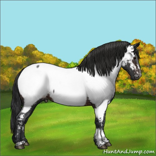 Horse Color:Brown Appaloosa 