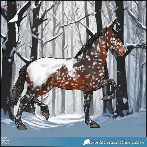 Horse Color:Brown Appaloosa 