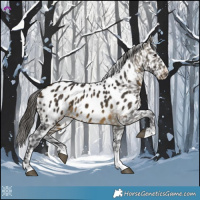 Horse Color:Buckskin Near Leopard