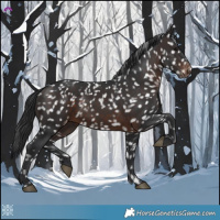 Horse Color:Brown Appaloosa 