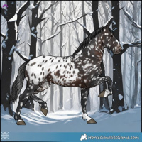 Horse Color:Brown Appaloosa