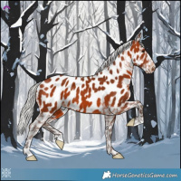 Horse Color:Silver Brown Appaloosa 