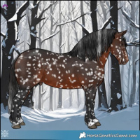 Horse Color:Brown Appaloosa