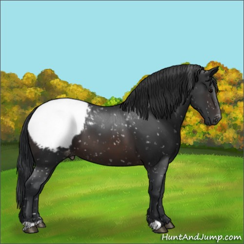 Horse Color:Brown Appaloosa 