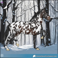 Horse Color:Brown Appaloosa 
