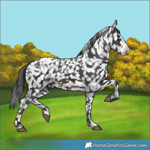 Horse Color:Brown Appaloosa 
