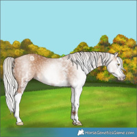 Horse Color:Gray White Spotted Silver Amber Champagne Splash 