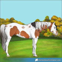 Horse Color:Bay Splash Tobiano 
