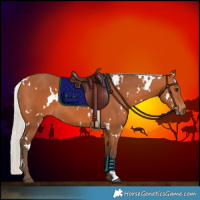 Horse Color:White Spotted Silver Bay 