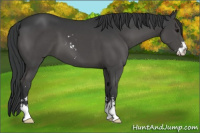 Horse Color:Black Sabino 