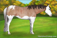 Horse Color:Buckskin Roan Splash Appaloosa 