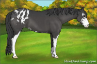 Horse Color:Black Sabino Appaloosa 
