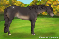 Horse Color:Smoky Black Appaloosa 