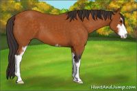 Horse Color:Buckskin Sabino 