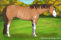 Horse Color:Buckskin Sabino Varnish Rabicano 