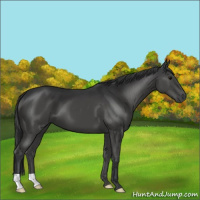 Horse Color:Black 