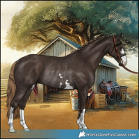 Horse Color:Liver Chestnut Rabicano 