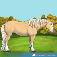 Horse Color:Palomino Splash 